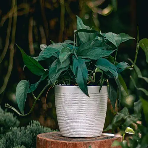 Cebu Blue Pothos plant