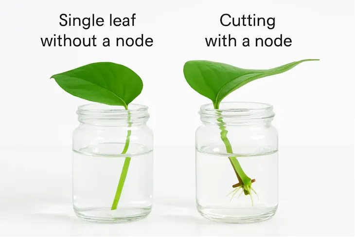 single leaf pothos plant